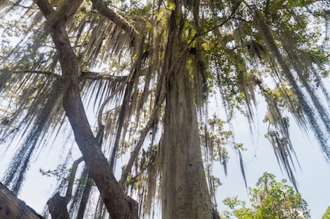 How to Remove Spanish Moss from Trees