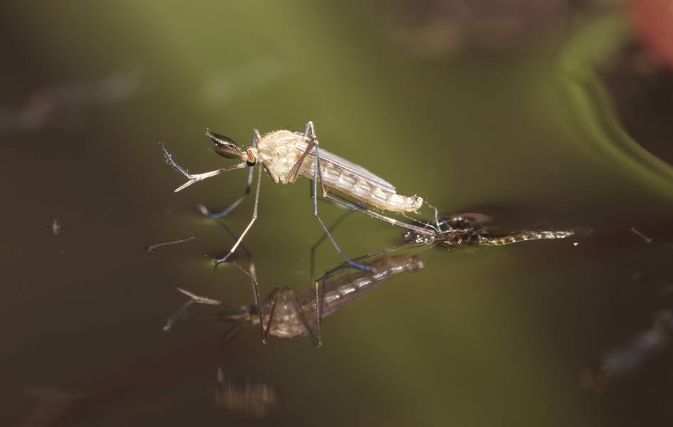 these-mosquitoes-don-t-bite